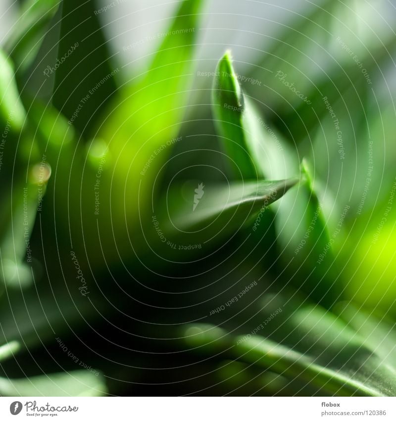 Mein neues Pflänzchen.. Kaktus Bedecktsamer Sträucher Leitersprosse Dorn springen Frühling Natur grün Sommer Physik mehrere Pflanze Photosynthese frisch Botanik