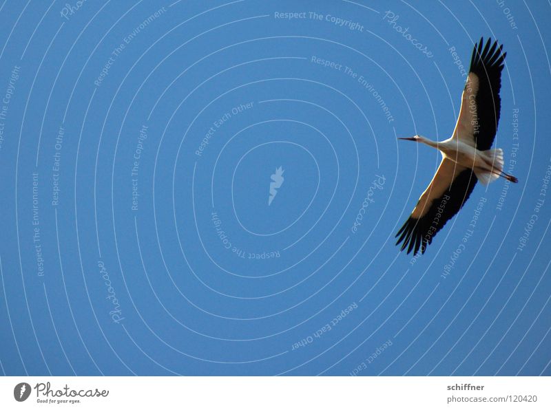 Adebar Storch Weißstorch Vogel Zugvogel gleiten Kunstflug Spannweite Elsass Umweltschutz Schreitvogel Wintergast Luftverkehr fliegen Wappenvogel