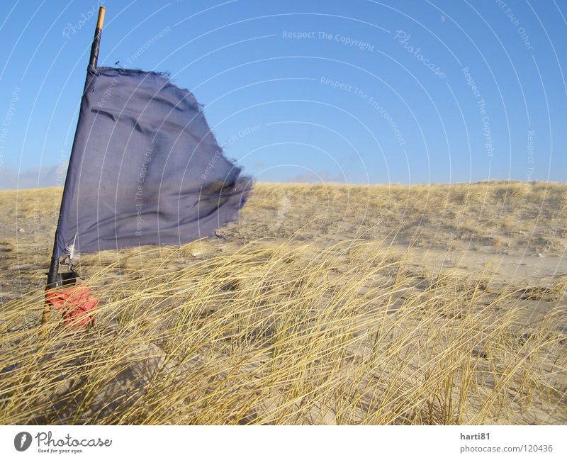 Sturm am Strand Winter Fahne Reuse Meer Ferien & Urlaub & Reisen Dänemark Stranddüne Pflanze Sand blau Himmel Wind