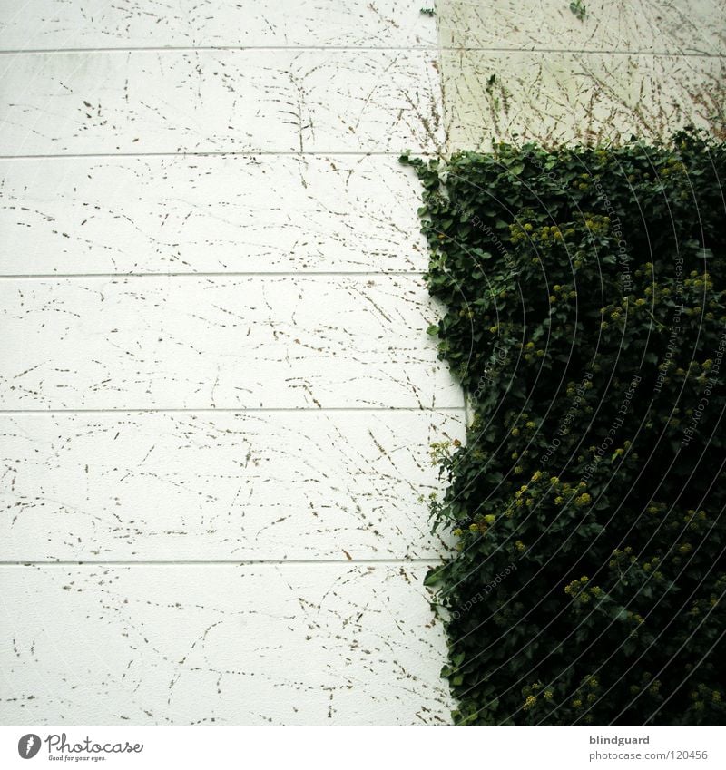 ePfui Efeu Ranke Pflanze Mauer Wand Wachstum streichen Rest gehen Quadrat graphisch Beton Tapete Blatt grau weiß trist Haus Araliengwächs Kletterpflanzen Feld