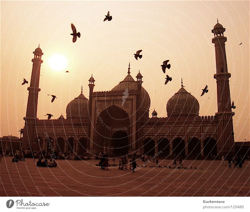 Tauben von Allah Moschee Indien Gegenlicht Delhi Vogel Nachmittag Neu Delhi Islam Vogelschwarm Religion & Glaube Asien Gotteshäuser Verkehrswege vorplatz