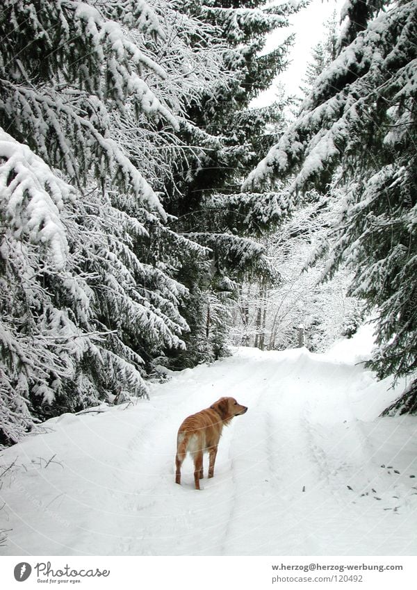 Hund im Winterwald Wald Golden Retriever Schnee Spaziergang Frost