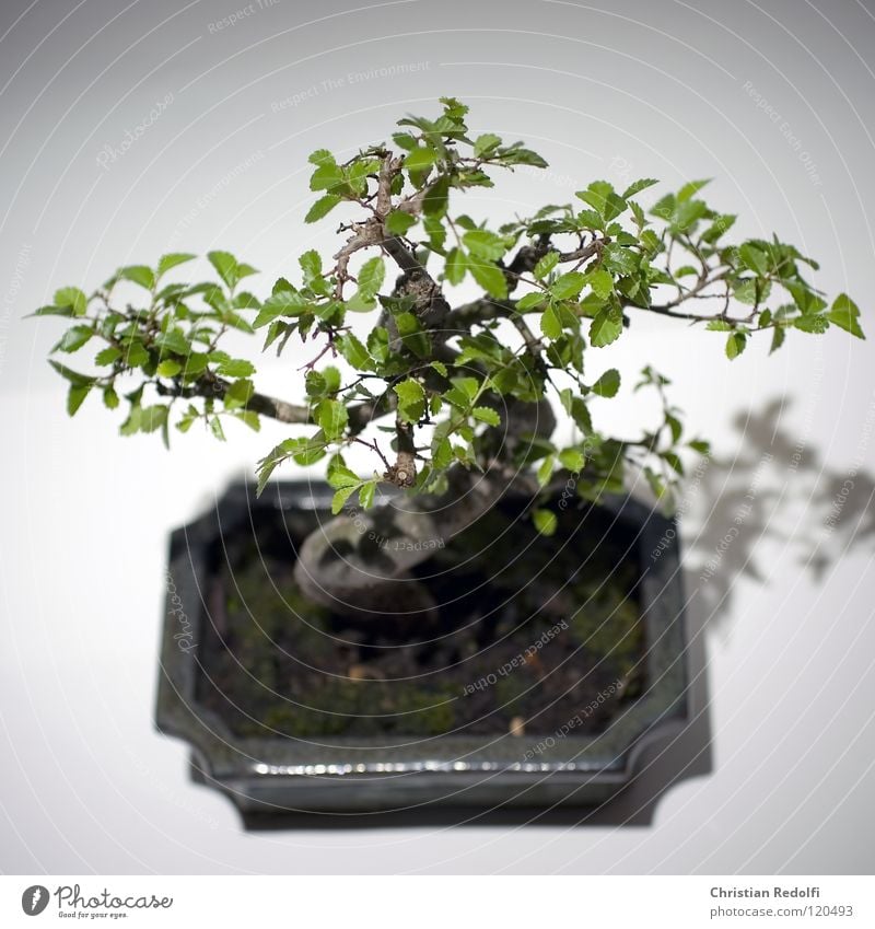 Bonsai Asien Baum China Ein Lizenzfreies Stock Foto Von Photocase