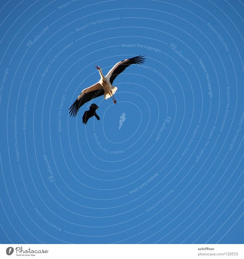 Ich will ein Kind von Dir! Storch Weißstorch Vogel Zugvogel gleiten Kunstflug Spannweite Elsass Umweltschutz Rabenvögel attackieren Angriff Futterneid Flugschau
