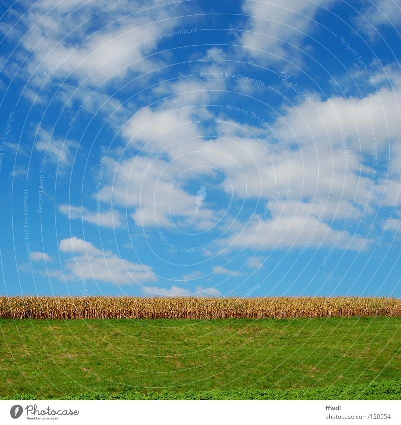 Sommer im Quadrat 1.0 Wolken Feld Wiese grün Weizen Landwirtschaft Reifezeit gerade Himmel blau gutes Wetter schöner Tag Getreide Ackerbau Landschaft Natur