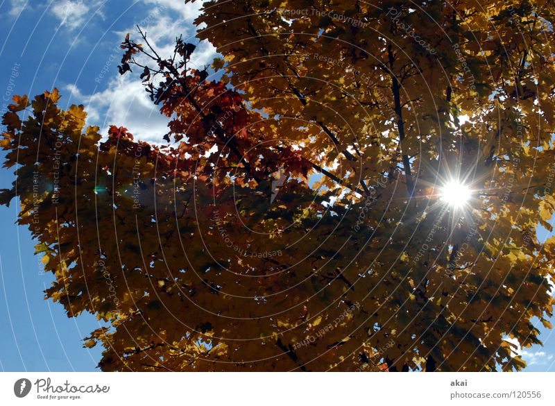 Sunshine! Jahreszeiten Himmel Nadelbaum himmelblau Geometrie Laubbaum Perspektive Nadelwald Laubwald Waldwiese Paradies Waldlichtung ruhig grün Pflanze Baum