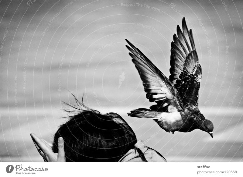 Alle Tauben fliegen HOOOCH Vogel Frau Schulter Abheben erschrecken Panik Schrecken Biest Tourist dramatisch schwarz weiß Angriff gehen füttern Venedig