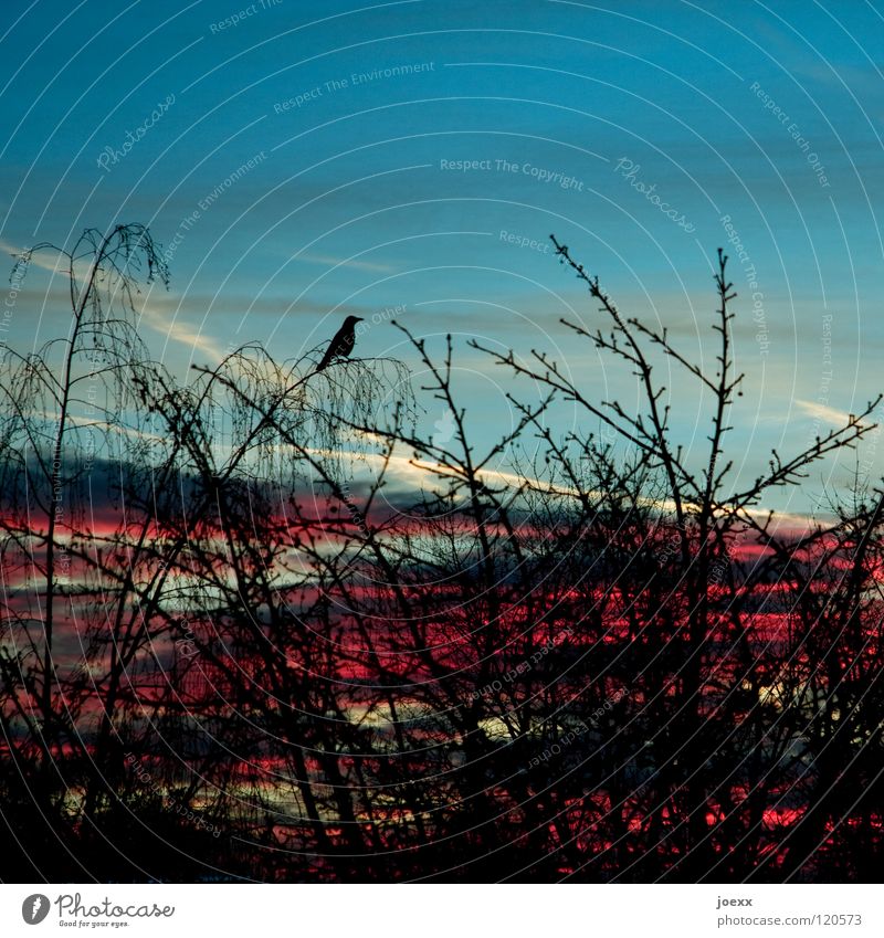 Himmel und Hölle Blick Baum Krähe Morgen Rabenvögel Sonnenaufgang Überwachung Wachsamkeit Wolken Vogel abraxas Ast Vogelperspektive ausspähen beobachten