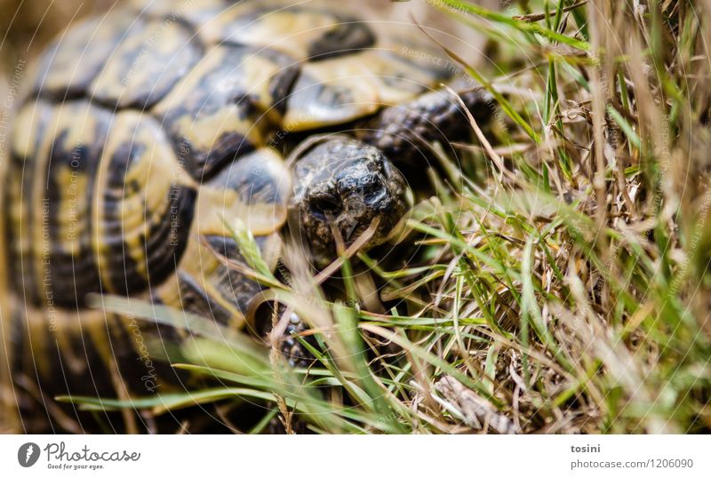 Ich hab 'n Panzer Natur Tier Wildtier Zoo 1 Neugier Schildkröte Schildkrötenpanzer gepanzert Vorsicht Gras Muster Gesicht Farbfoto Außenaufnahme Tag