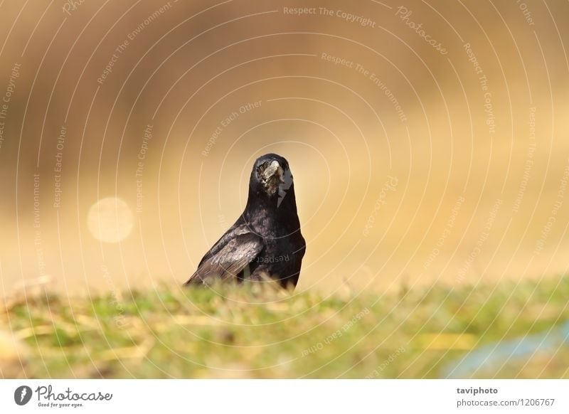 Krähe schaut in die Kamera Fotokamera Natur Tier Wärme Park Wiese Totes Tier Vogel dunkel wild grün schwarz Corvus Hintergrund Tierwelt Rabe Dohle eine Feder