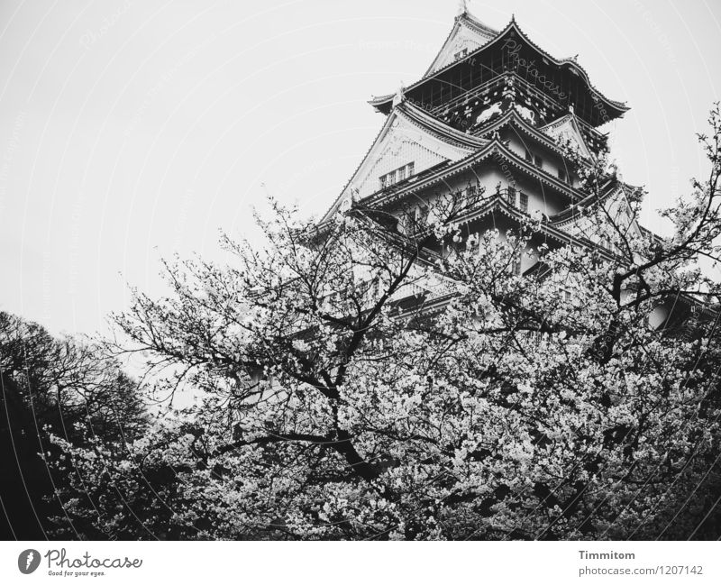 Osaka-jo Schloss Ferien & Urlaub & Reisen Umwelt Himmel Frühling schlechtes Wetter Baum Japan Burg oder Schloss Osaka-jo Schloß ästhetisch grau schwarz Gefühle