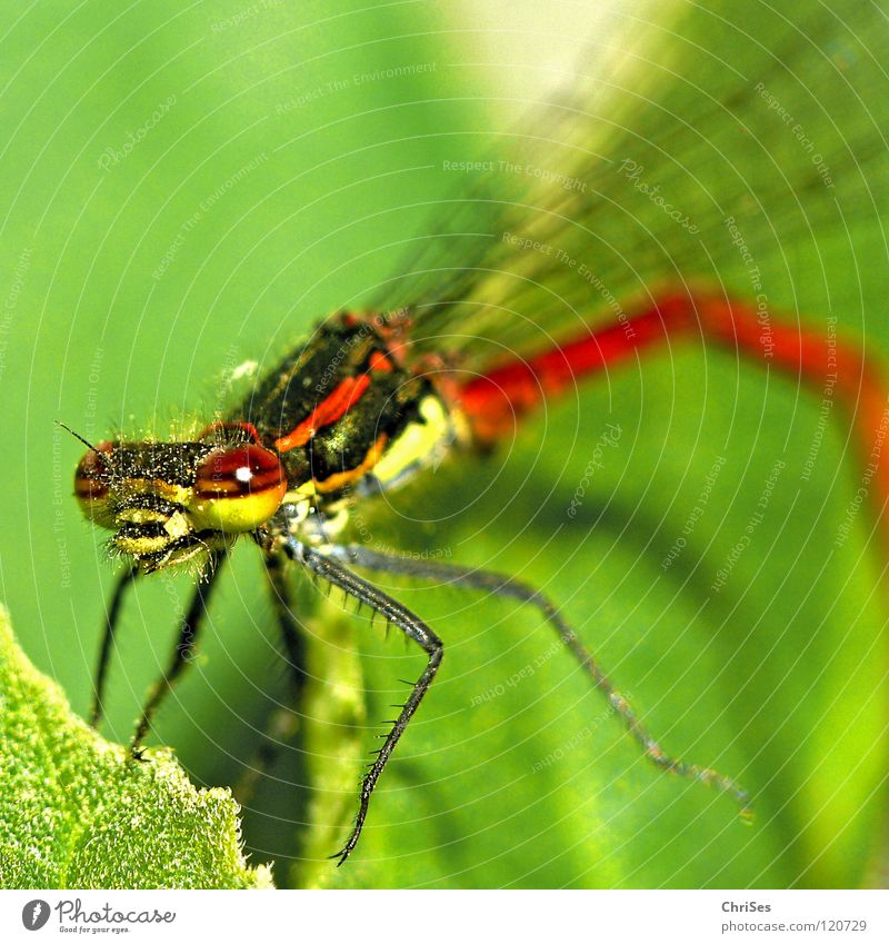 Frühe Adonisjungfer (Pyrrhosoma nymphula) _03 Frühe Adonislibelle Libelle Insekt rot Tier grün gelb Sommer Gliederfüßer Klein Libelle Schlanklibelle Grimasse