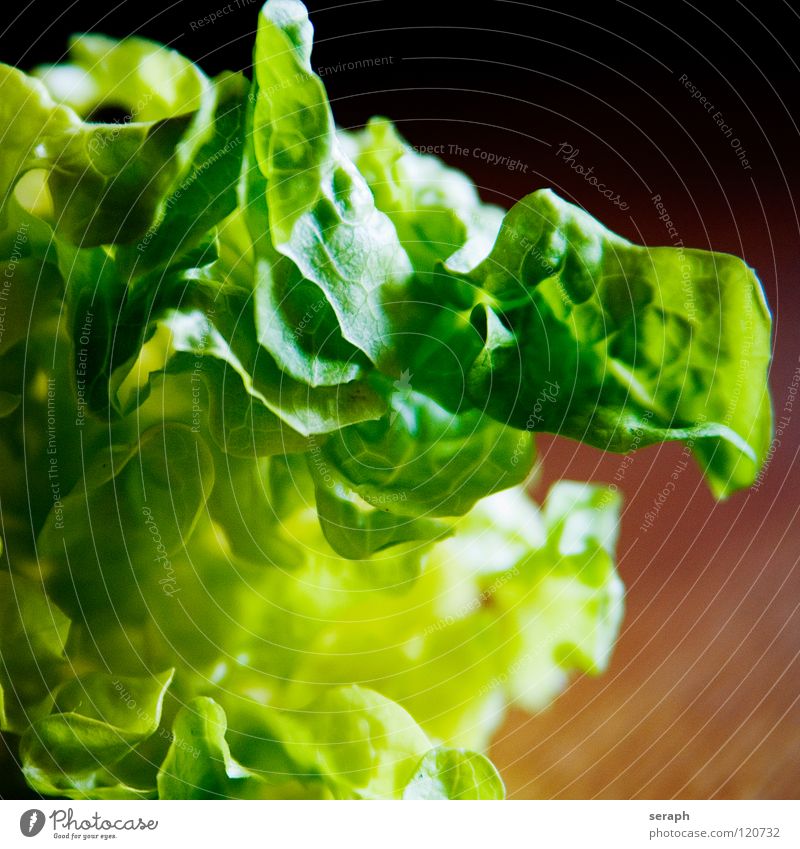 Salat Salatbeilage pflücken lecker Blattsalat Salatblatt Rucola Gesundheit Gesunde Ernährung grün Vitamin knackig Gemüse Pflanze Gartenpflanzen Kopfsalat