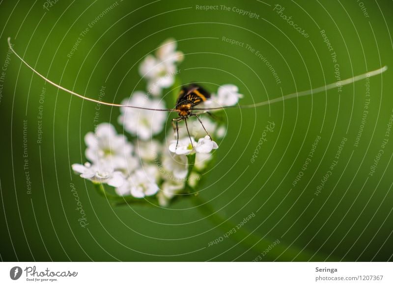 Unendlich lange Fühler Tier Nutztier Fliege Biene Schmetterling Käfer Tiergesicht 1 fliegen krabbeln Farbfoto Gedeckte Farben mehrfarbig Außenaufnahme