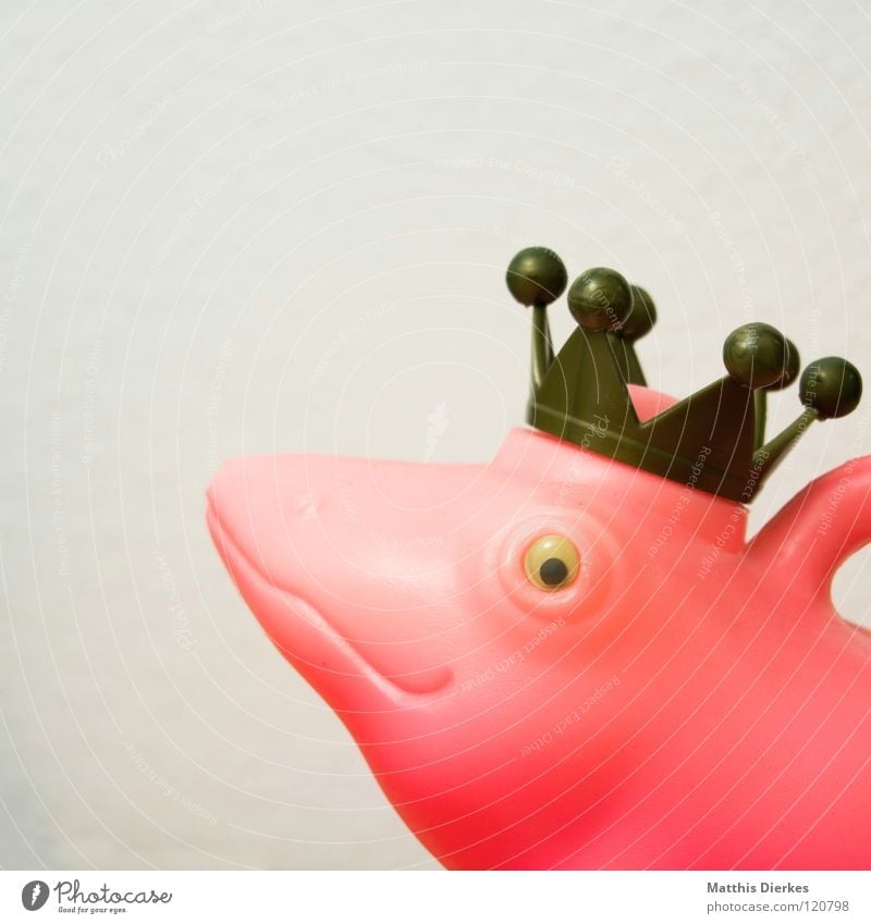 König Zett Froschkönig Gießkanne weiß rosa rot Märchen Tier Dinge Gute Laune Ausstellung interessant aufregend Häusliches Leben obskur King Crown Baumkrone Mund