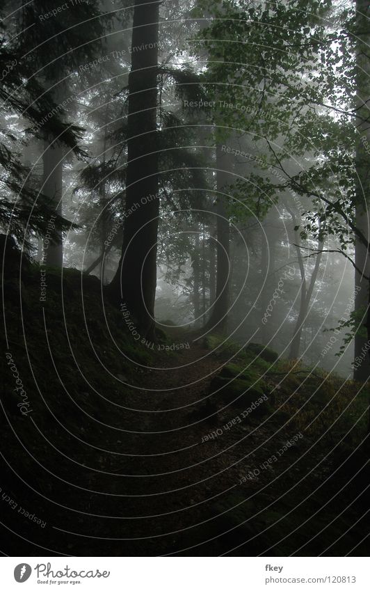 The Fog Nebel dunkel böse verloren schmal Hügel steinig Frankreich Angst Bäume Wald hoch geschlossen Natur Wege & Pfade Berge u. Gebirge Einsamkeit Landschaft