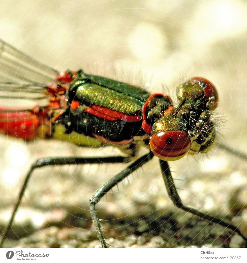 Frühe Adonisjungfer (Pyrrhosoma nymphula) _04 Frühe Adonislibelle Libelle Insekt rot Tier grün gelb Sommer Gliederfüßer Klein Libelle Schlanklibelle Grimasse