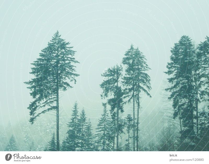 LOTHAR VETERANEN Tanne Baum Wald Winter kalt Nebel Schwarzwald Baumkrone Tannenzweig alpin weiß Hintergrundbild Horizont Einsamkeit Sauberkeit frisch Licht