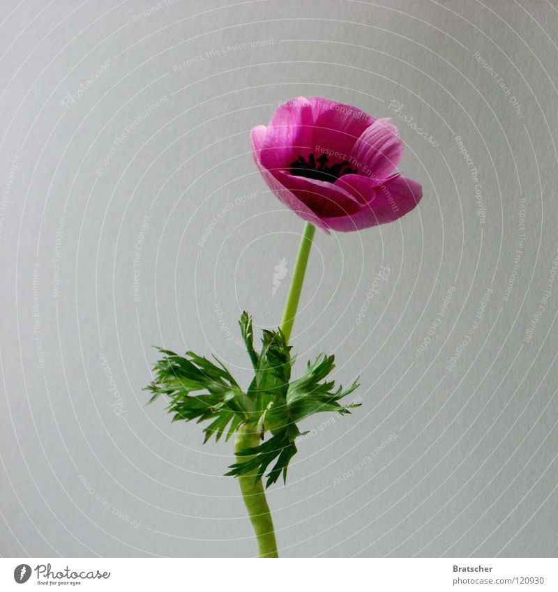 Zubehör. Anemonen Blume - ein lizenzfreies Stock Foto von Photocase