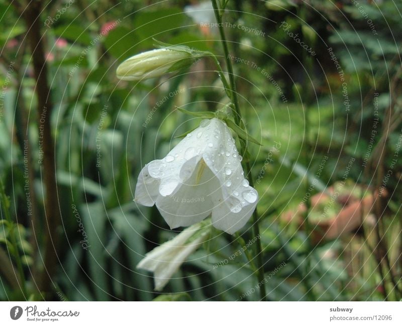White Beauty Blüte weiß Wassertropfen Natur grün Pflanze flower white waterdrop waterdrops drops rain Regen Blütenknospen Garten garden Wildtier