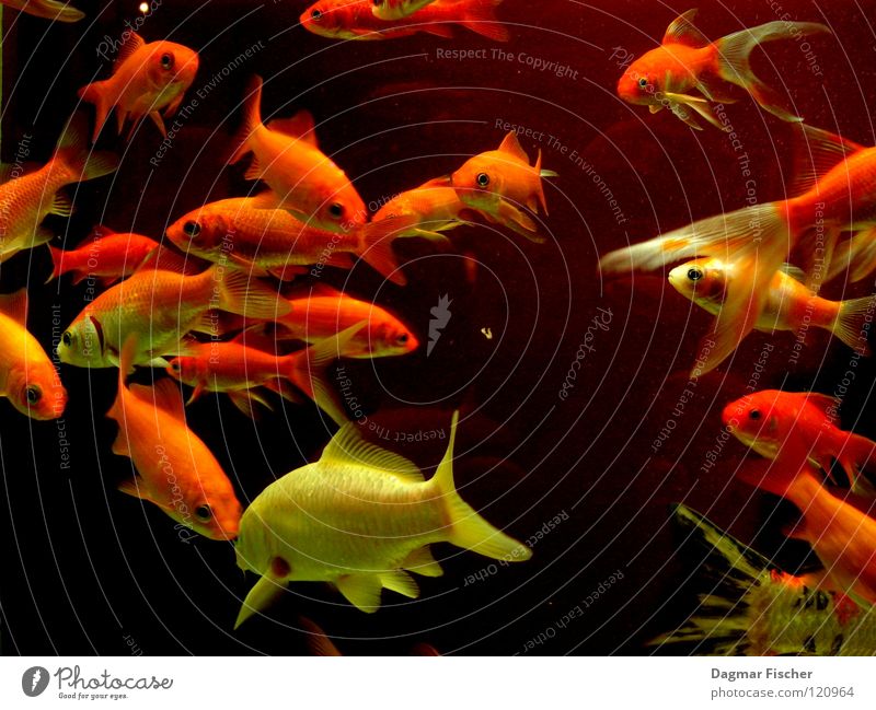 Es gibt Fisch, Baby! Farbfoto Makroaufnahme Unterwasseraufnahme Leben Freizeit & Hobby Angeln Meer tauchen Freundschaft Zoo Tier Wasser Teich See Aquarium
