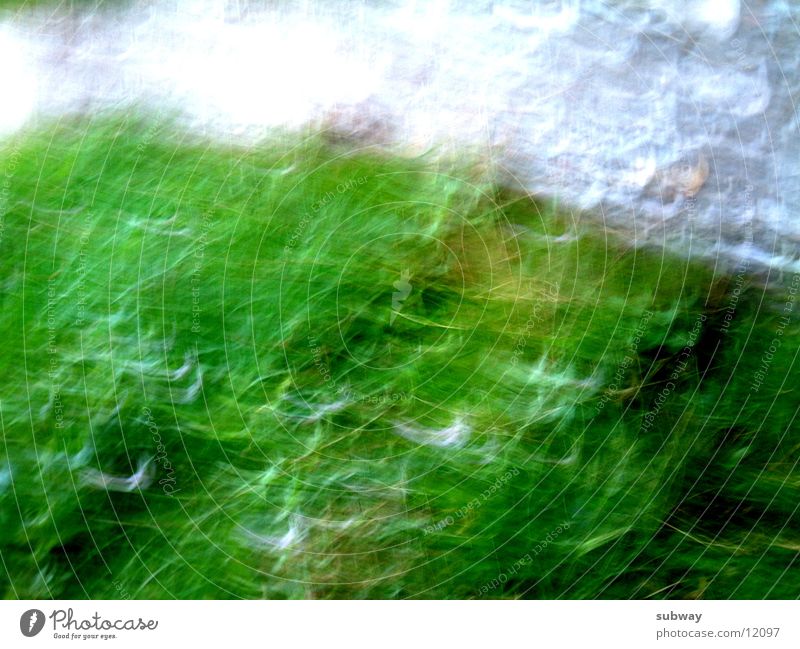 Space Weed grün weiß Strukturen & Formen schütteln Reaktionen u. Effekte Sinnesorgane Fototechnik white structure texture Bewegung move shaking stylish drunk