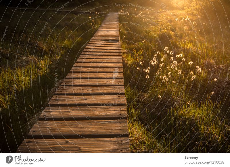 Sommerliche Venn Ferien & Urlaub & Reisen Tourismus Ausflug wandern Natur Landschaft Pflanze Sonne Sonnenaufgang Sonnenuntergang Sonnenlicht Frühling