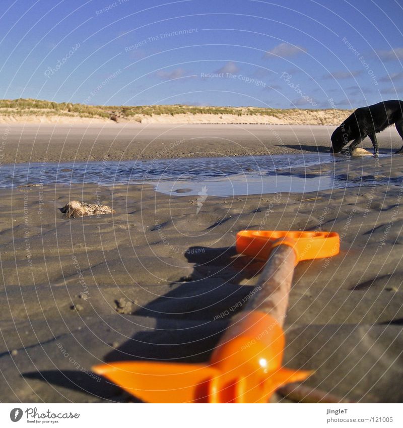 wechselwirkung Strand Küste Meer See Gewässer Gras Gezeiten Wellen Holz Müll Zerstörung Rest Spielen Wolken Hund schwarz trinken Suche Fressen Labrador