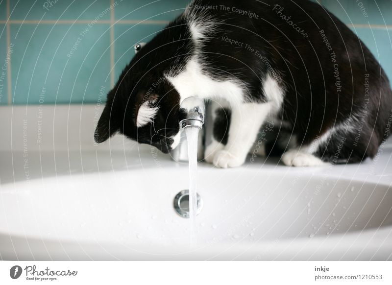 Katzenleben - erstmal genau betrachten Lifestyle Häusliches Leben Bad Menschenleer Waschtisch Waschbecken Haustier 1 Tier Tierjunges Wasserstrahl Wasserhahn