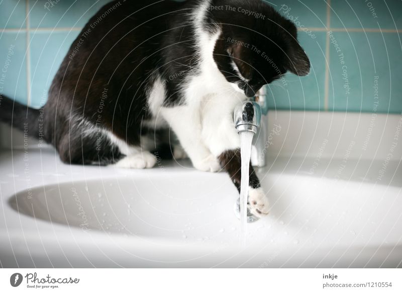 Katzenleben - vorsichtig testen Lifestyle Freizeit & Hobby Häusliches Leben Bad Menschenleer Tier Haustier 1 Tierjunges Wasserhahn Wasserstrahl Waschtisch