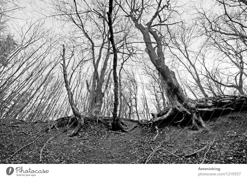 der alte Wald Umwelt Natur Landschaft Himmel Frühling Pflanze Baum Sand Holz stehen hoch grau schwarz weiß Baumstamm verzweigt Wurzel Waldboden Baumrinde