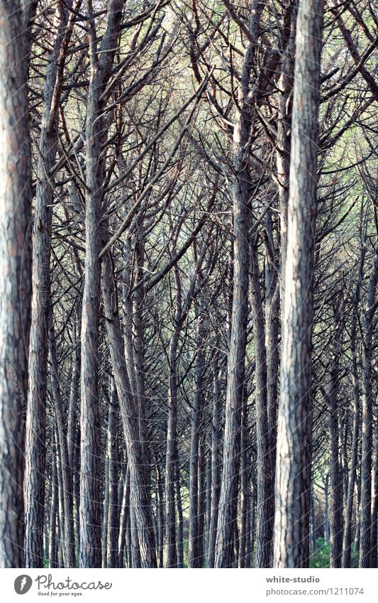 Into the Woods Umwelt Natur Pflanze Baum gigantisch mystisch dunkel Dunkelwald Düsterwald Nadelbaum Waldboden Waldsterben Straßenkreuzung verzweigt verästelt