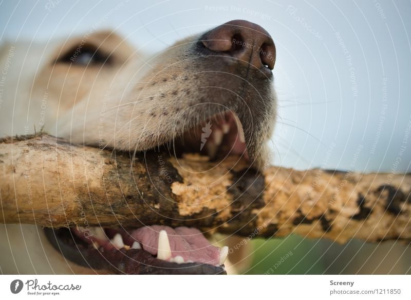Bissfest... (#1) Natur Tier Haustier Hund Labrador Holz Spielen bedrohlich wild Kraft Willensstärke Leben Angst gefährlich Energie Entschlossenheit Freude Stock