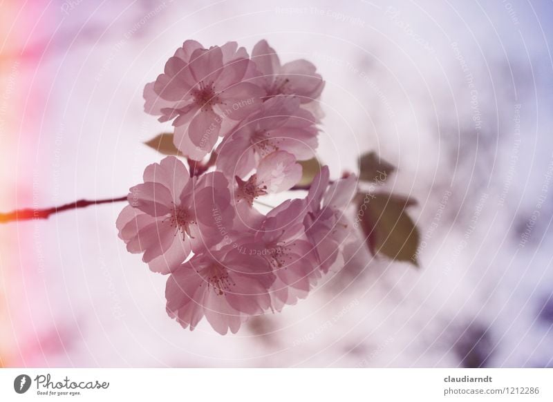 Rosaaa Umwelt Natur Pflanze Himmel Frühling Baum Blüte Kirschblüten Kirschbaum Zierkirsche Blühend retro rosa Blendeneffekt Unschärfe Farbfoto Außenaufnahme