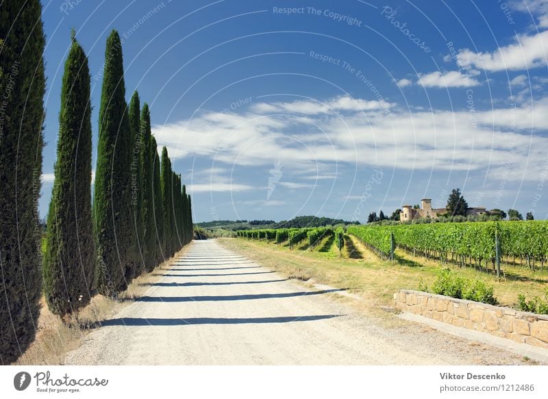 Typische Toskana-Landschaft mit Traubenfeldern Ferien & Urlaub & Reisen Sommer Haus Natur Himmel Gras grün Weinberg panoramisch Chianti Italien Panorama Weingut