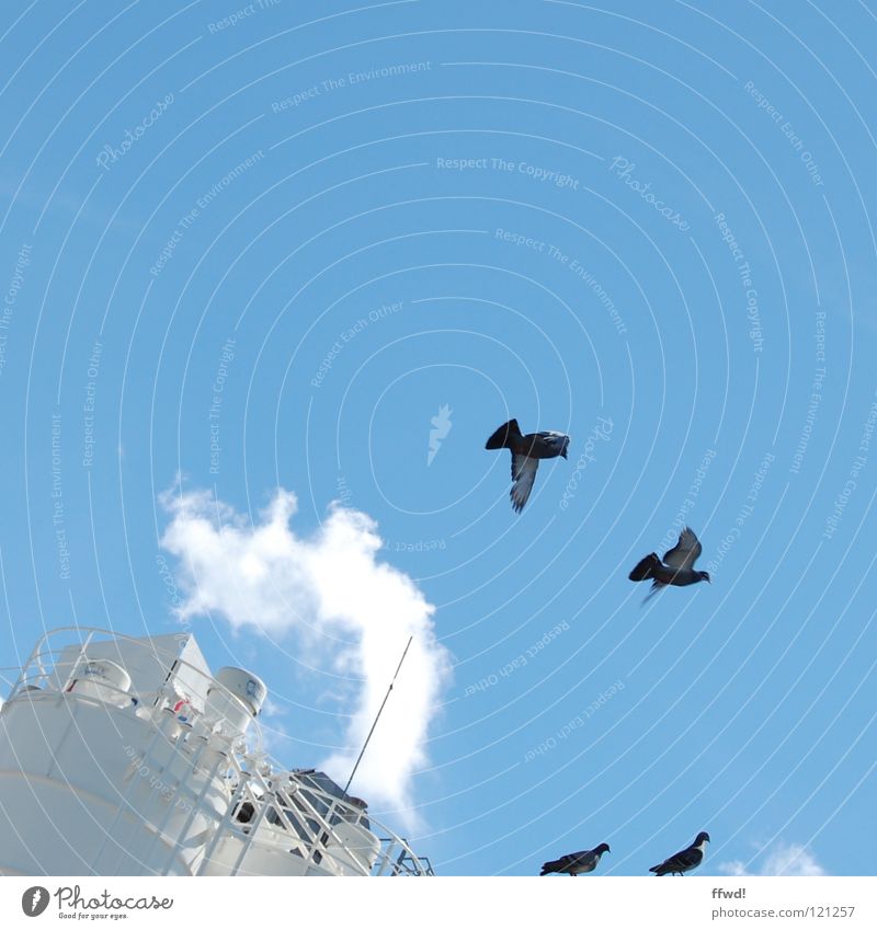 Taubenschlag Vogel Silo Wolken Abgas Emission flattern Abheben Industrie Sommer Himmel blau Wasserdampf Luftverkehr fliegen Flügel