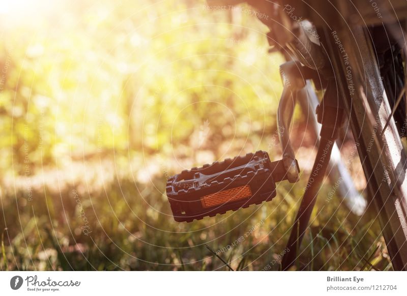 Abgestelltes Fahrrad im Sonnenschein Stil Ferien & Urlaub & Reisen Sommer Sport Natur Park Wiese Wärme Gefühle Stimmung Lebensfreude Optimismus Leidenschaft