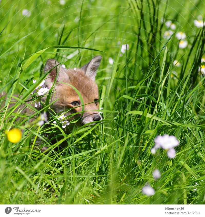 Naseweis Tier Wildtier Fuchs Tiergesicht Landraubtier Säugetier Kopf Auge Ohr Fell Tierjunges beobachten entdecken hören Blick frech klein natürlich Neugier