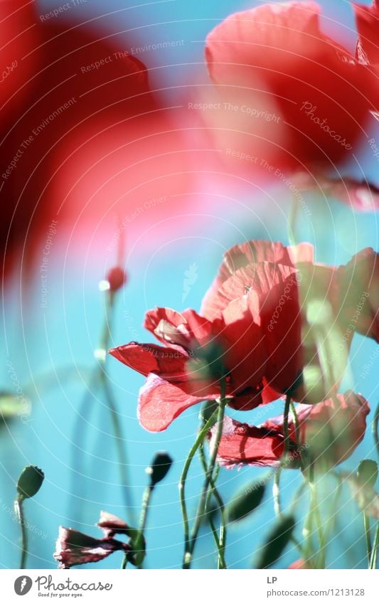rot blau Umwelt Natur Pflanze Urelemente Luft Himmel Wolkenloser Himmel Sonnenlicht Frühling Sommer Klima Schönes Wetter Blume Wildpflanze Gefühle Stimmung