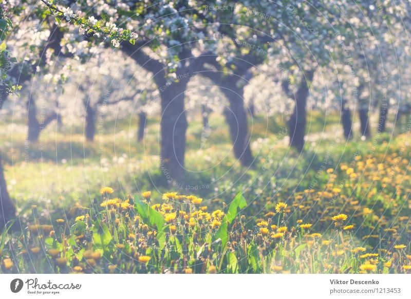 Blühender Apfelgarten mit gelbem Löwenzahn im Frühjahr Sonne Garten Natur Pflanze Himmel Baum Blume Blatt Blüte Ostsee Wachstum frisch blau weiß Obstgarten