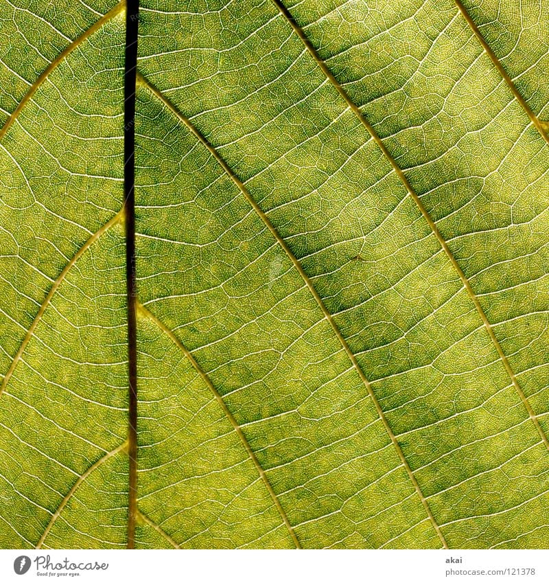 Das Blatt 27 Pflanze Linde Lindenblatt grün Botanik Pflanzenteile Kletterpflanzen pflanzlich Umwelt Sträucher Gegenlicht krumm Hintergrundbild Baum nah