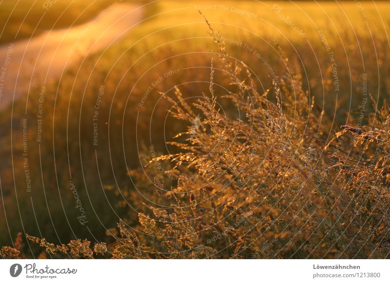 ... und sie spann Stroh zu Gold Natur Sommer Schönes Wetter Pflanze Gras Gräserblüte Feld Blühend leuchten ästhetisch glänzend klein natürlich Wärme gelb gold