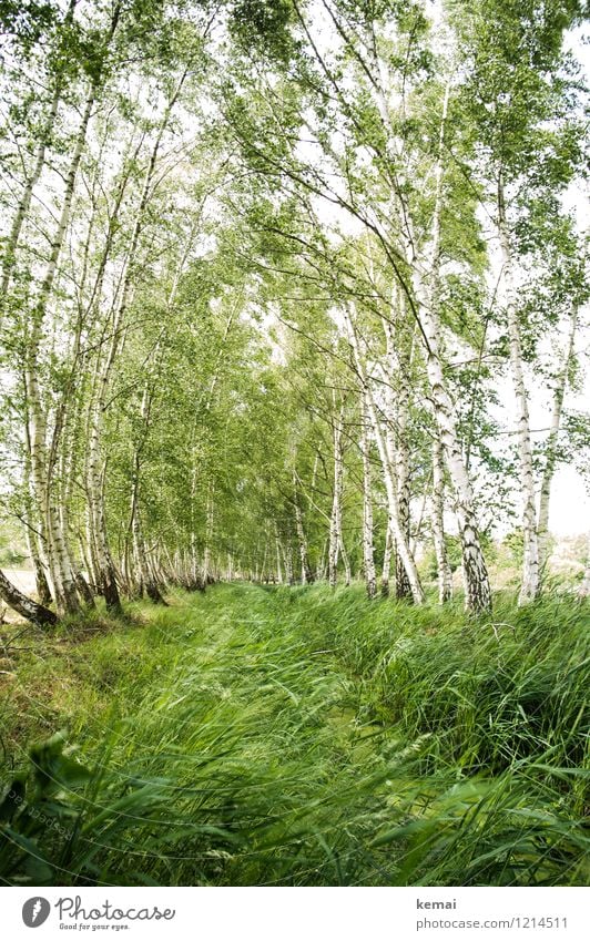 Spreedorado | Bewegung im Birkenhain Umwelt Natur Landschaft Pflanze Urelemente Sommer Schönes Wetter Baum Gras Wildpflanze Birkenwald Wiese Wald Spreewald