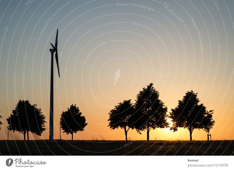 Spreedorado | Baumarten Technik & Technologie Energiewirtschaft Erneuerbare Energie Windkraftanlage Umwelt Natur Landschaft Pflanze Himmel Wolkenloser Himmel