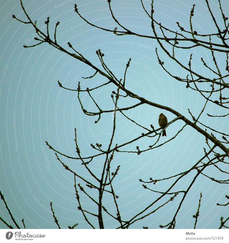 Finkenwinter II Vogel Grünfink Baum Sträucher Geäst hocken Einsamkeit Ornithologie geschwungen gekrümmt Winter überwintern Himmel Ast Zweig sitzen Blick