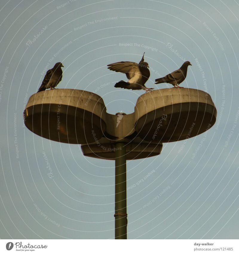 Links oder Rechts Taube Tier Vogel Lampe Laterne Licht hüpfen springen grün Wolken Gesellschaft (Soziologie) Freundschaft Himmel fliegen Flügel Schatten Feder