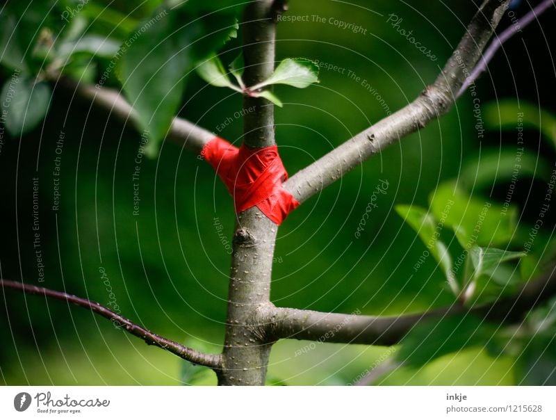 das kleine Aua Gartenarbeit Umwelt Pflanze Frühling Sommer Baum Baumstamm Apfelbaum Verband Klebeband Kreuz Streifen Schnur kaputt Krankheit grün rot Schutz