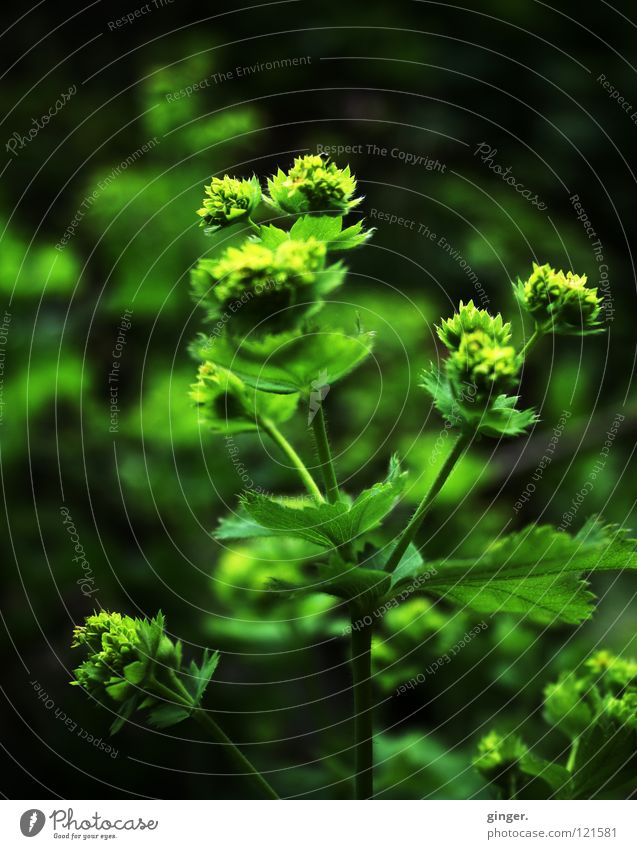 Ich träume grün vom Frühling Natur Pflanze Blume Wachstum Ton-in-Ton Blütenknospen Stengel Blatt Textfreiraum unten Textfreiraum oben Textfreiraum links