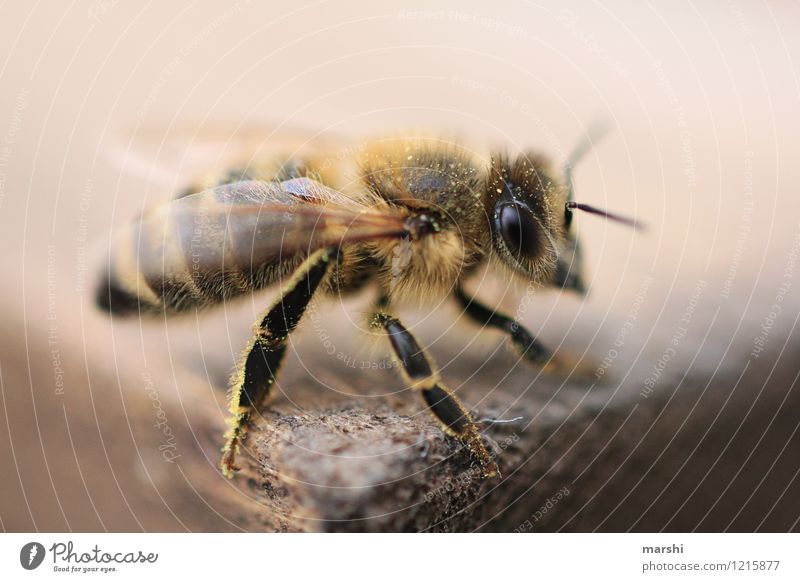 Der Honigsammler Umwelt Tier Biene Tiergesicht Flügel Fell 1 Stimmung Bienenstock Imkerei Honigbiene Tierporträt Tierschutz Insekt Insektenschutz Pollen