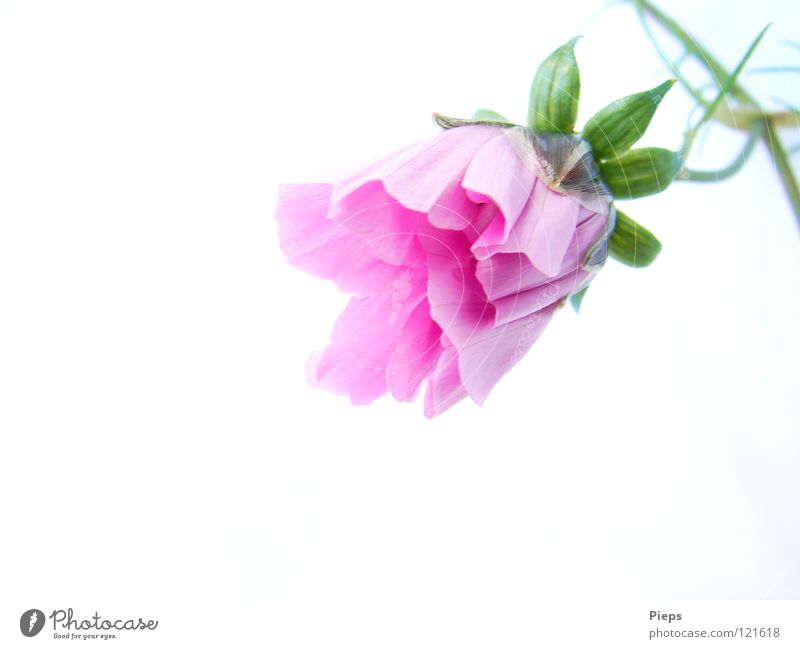 Rosa Cosmeablüte (3) harmonisch Natur Pflanze Sommer Blume Blüte Blühend Wachstum grün rosa Vorfreude zierlich Schmuckkörbchen Botanik Blütenknospen entfalten